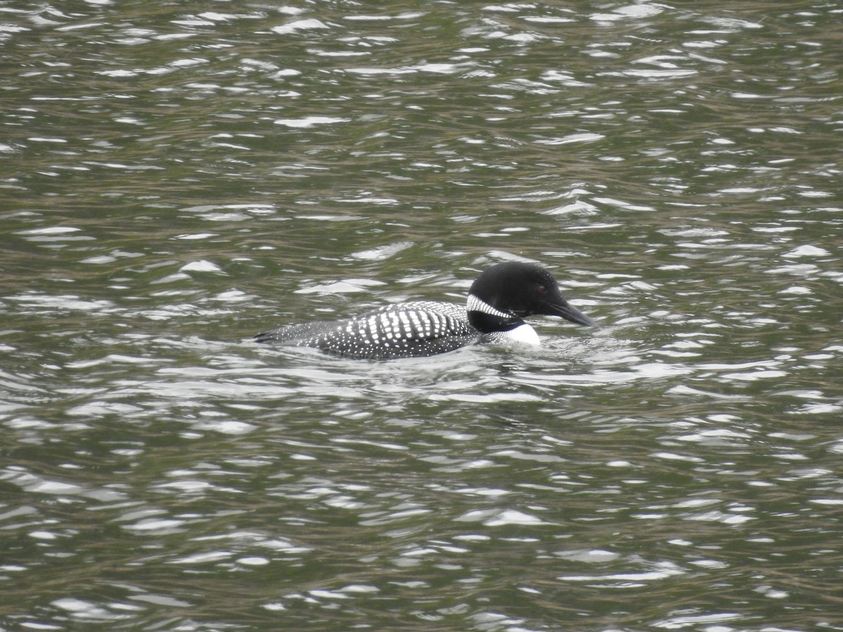 Common Loon - Doug Mongerson