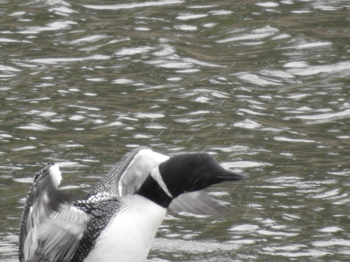 Common Loon - ML617878099