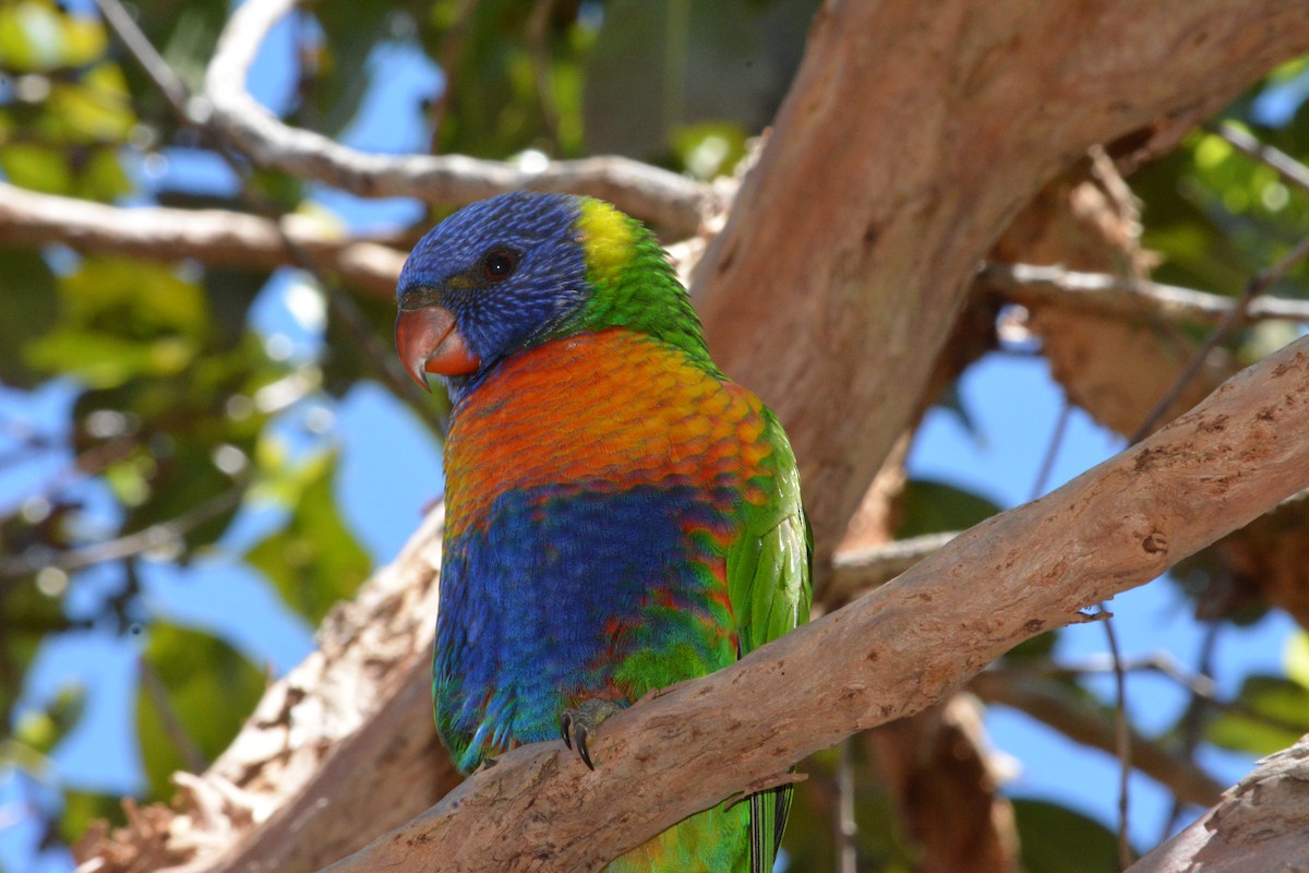 Rainbow Lorikeet - ML617878156