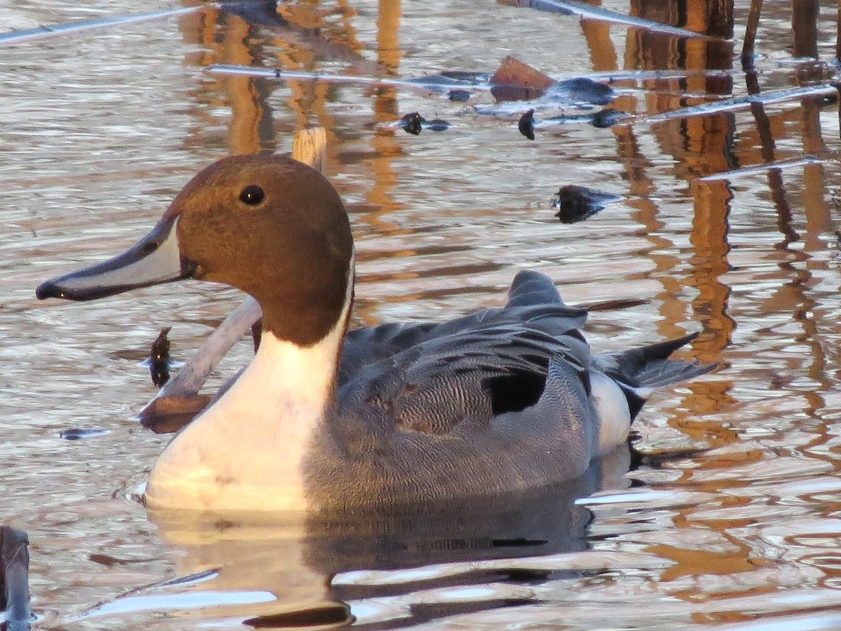 Northern Pintail - ML617878164