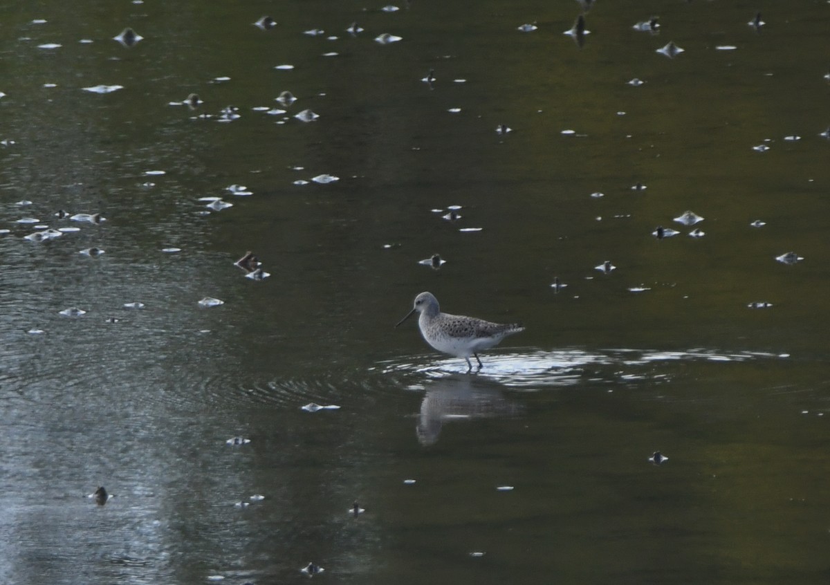 Marsh Sandpiper - Marie Beyly