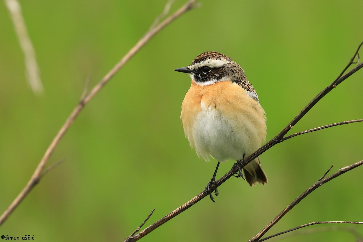 Whinchat - Šimun Aščić