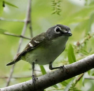 Blue-headed Vireo - ML617878188