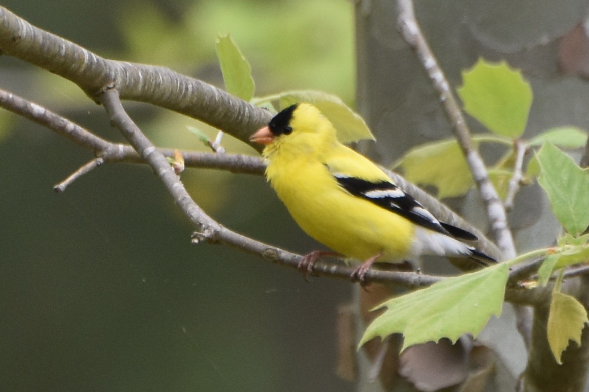 American Goldfinch - ML617878192