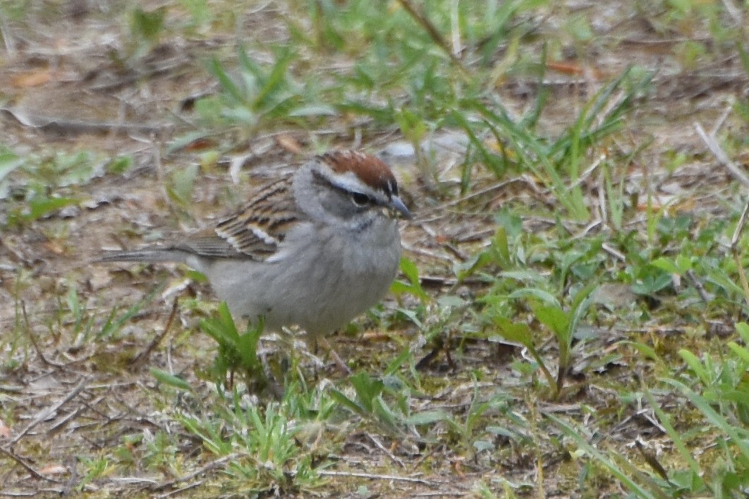 Chipping Sparrow - ML617878196