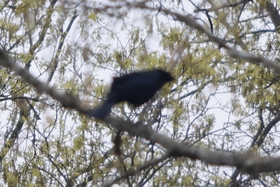 Rusty Blackbird - ML617878210