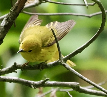 Yellow Warbler - robert rogillio