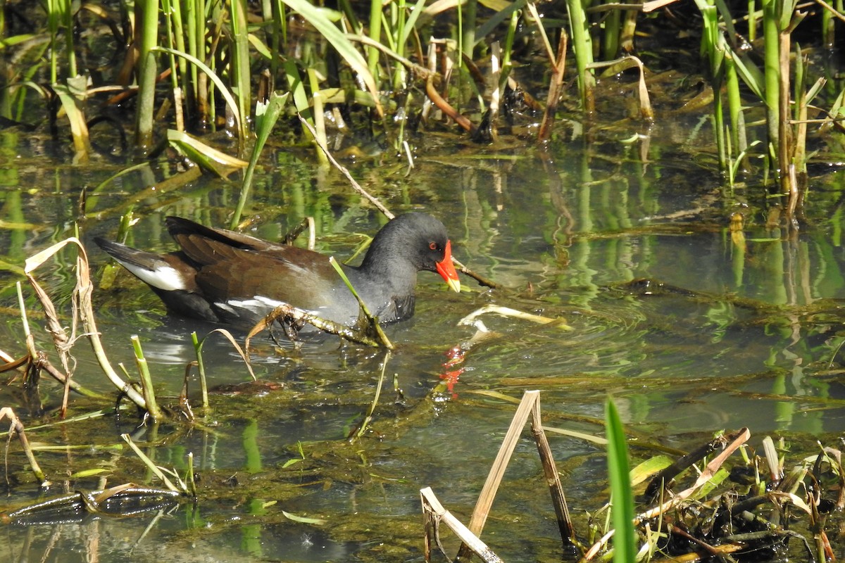 Eurasian Moorhen - ML617878213