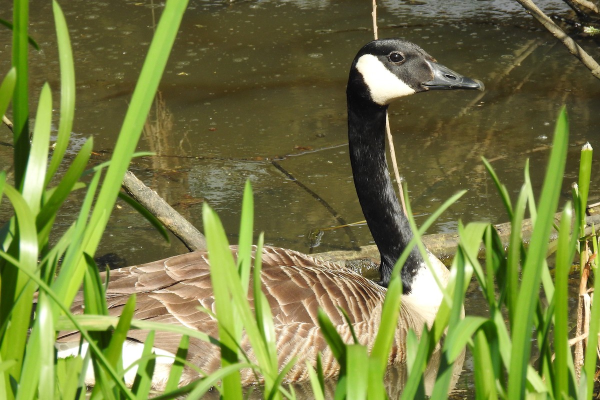 Canada Goose - ML617878231