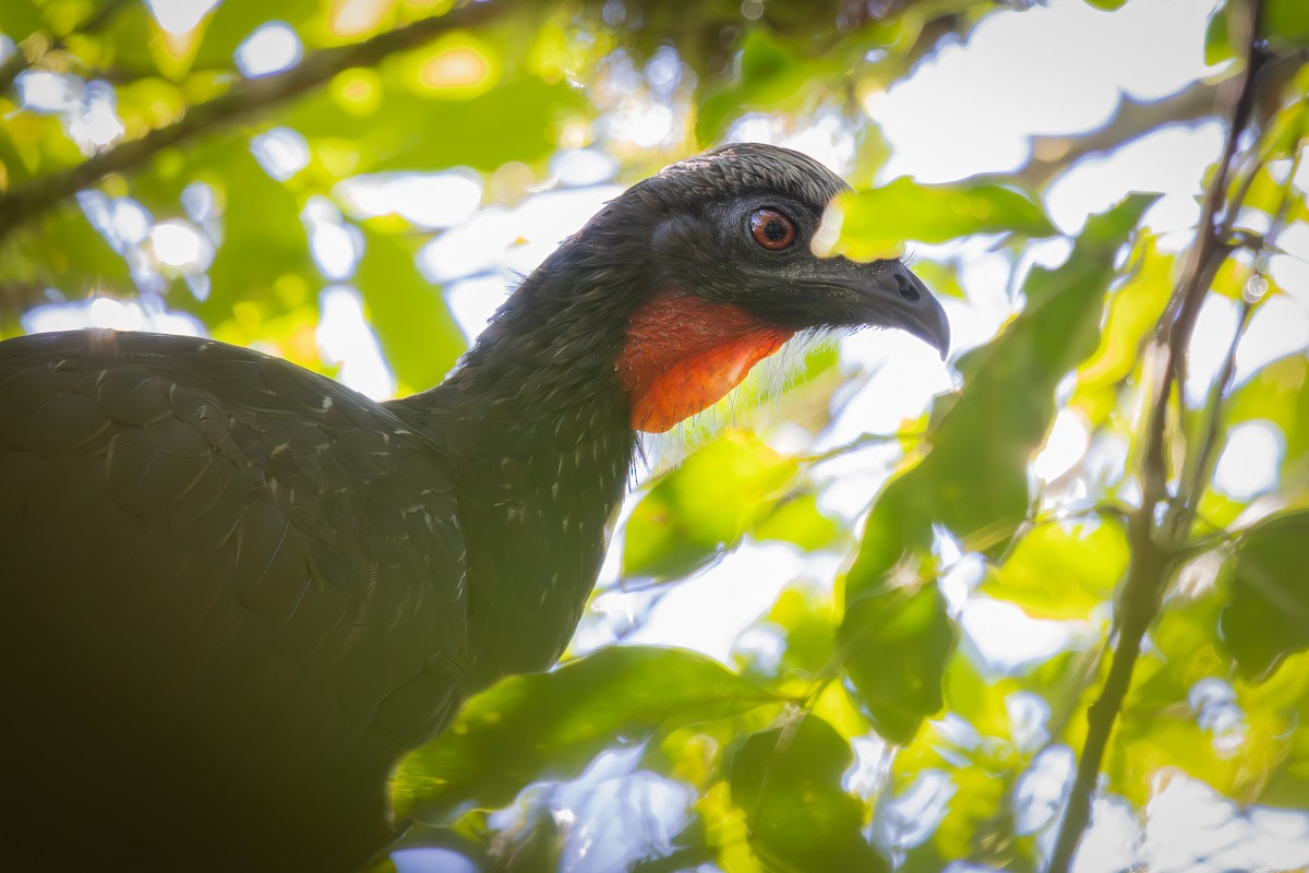 Dusky-legged Guan - Hendryk Gemeiner