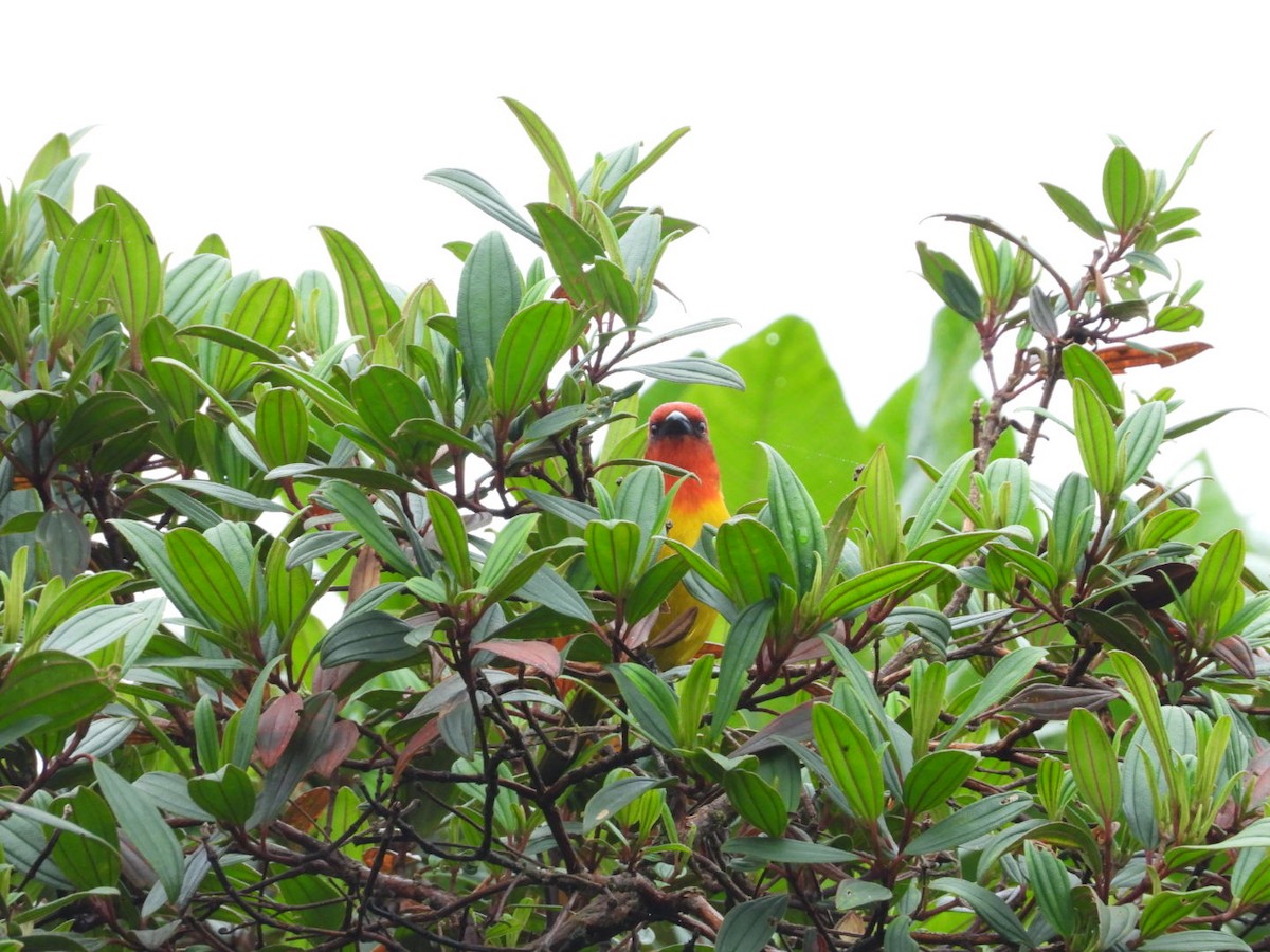 Red-hooded Tanager - ML617878245