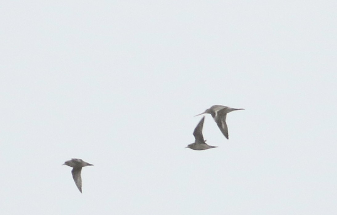 Hudsonian Godwit - ML617878301