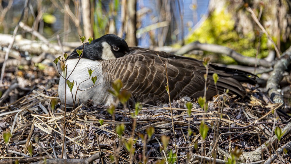 Canada Goose - ML617878309