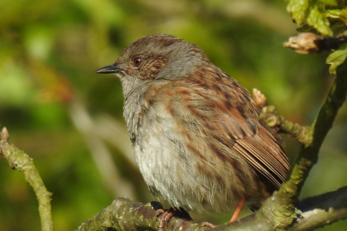 Dunnock - Peter Hines