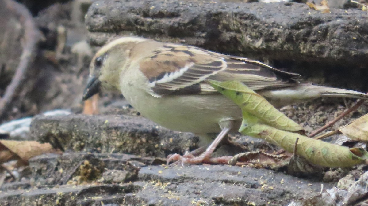 Russet Sparrow - ML617878361