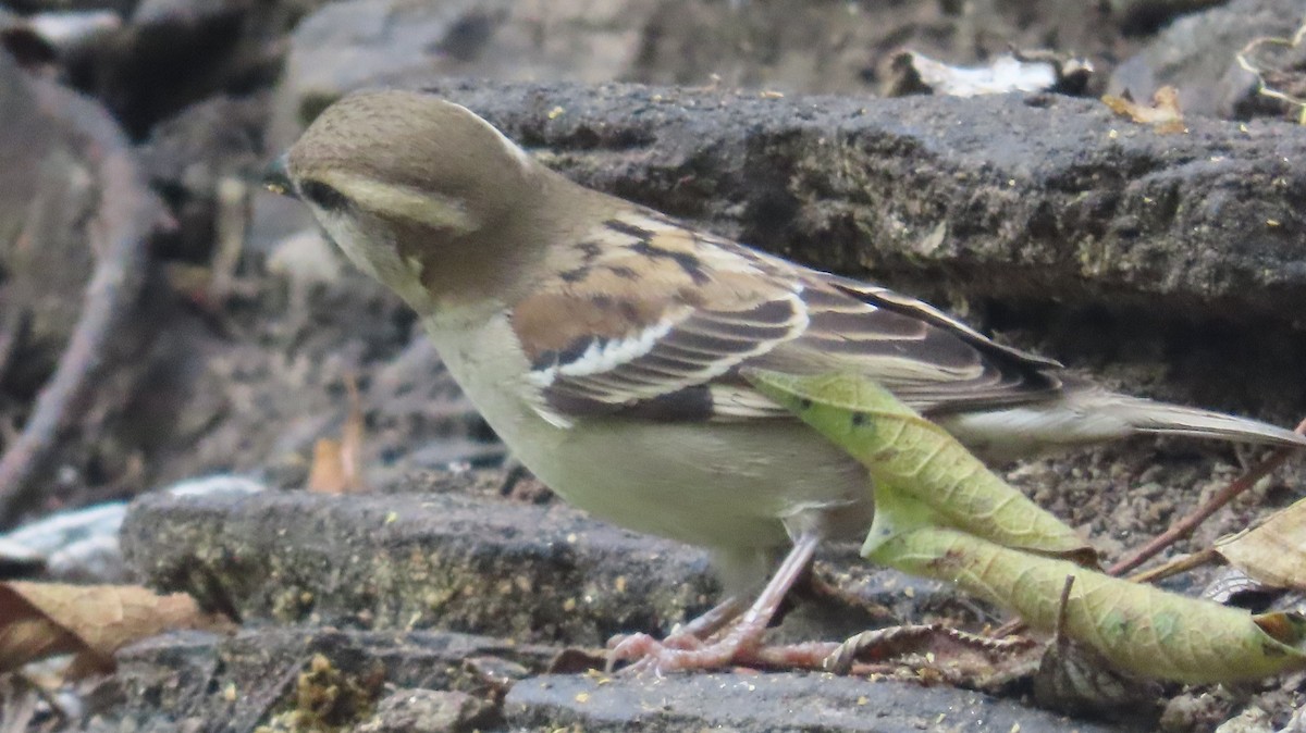 Russet Sparrow - ML617878362