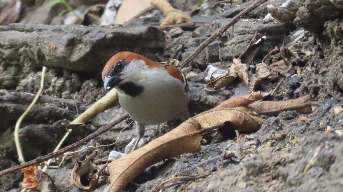 Russet Sparrow - ML617878399