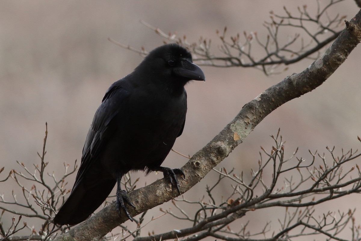 Large-billed Crow - ML617878415