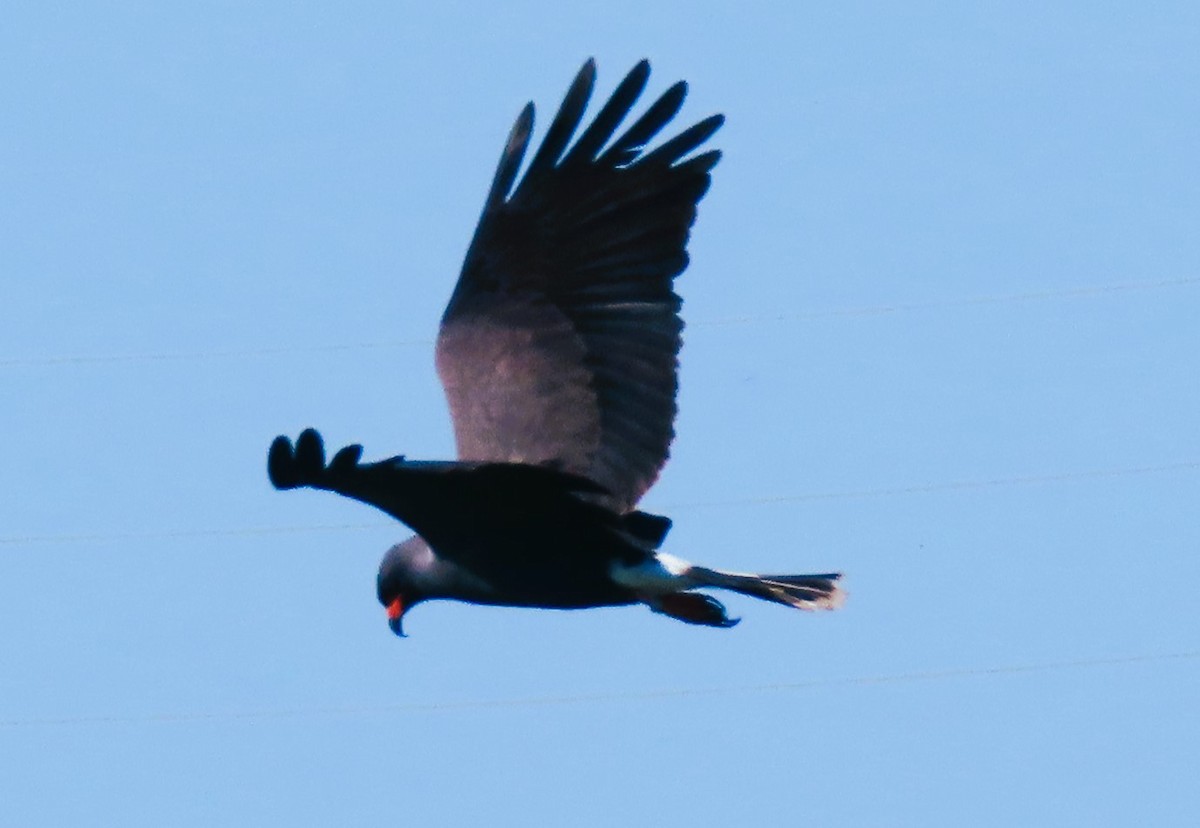 Schneckenbussard - ML617878421