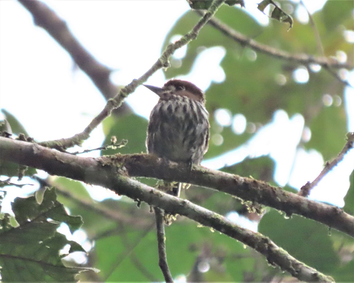 Lanceolated Monklet - Steve Aversa