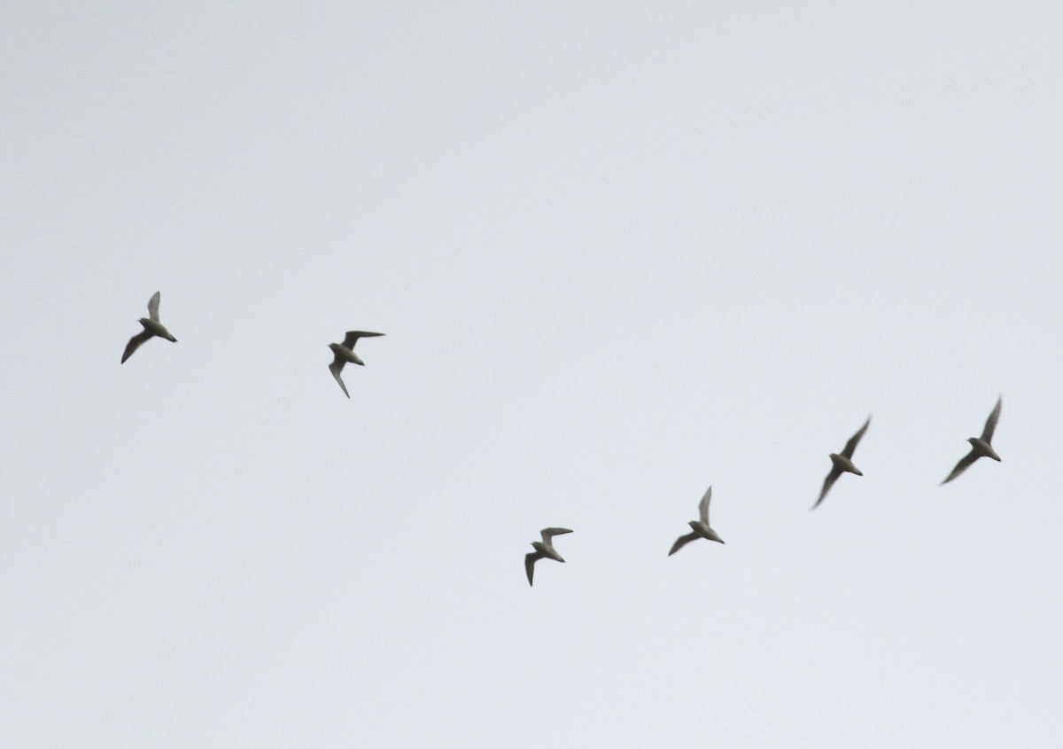 Piviere americano - ML617878437