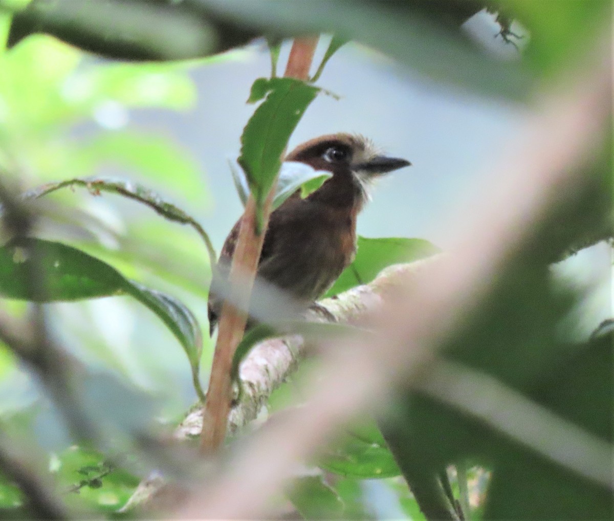 Moustached Puffbird - ML617878444