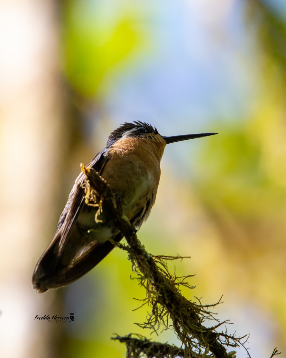 kolibřík fialovohrdlý - ML617878453
