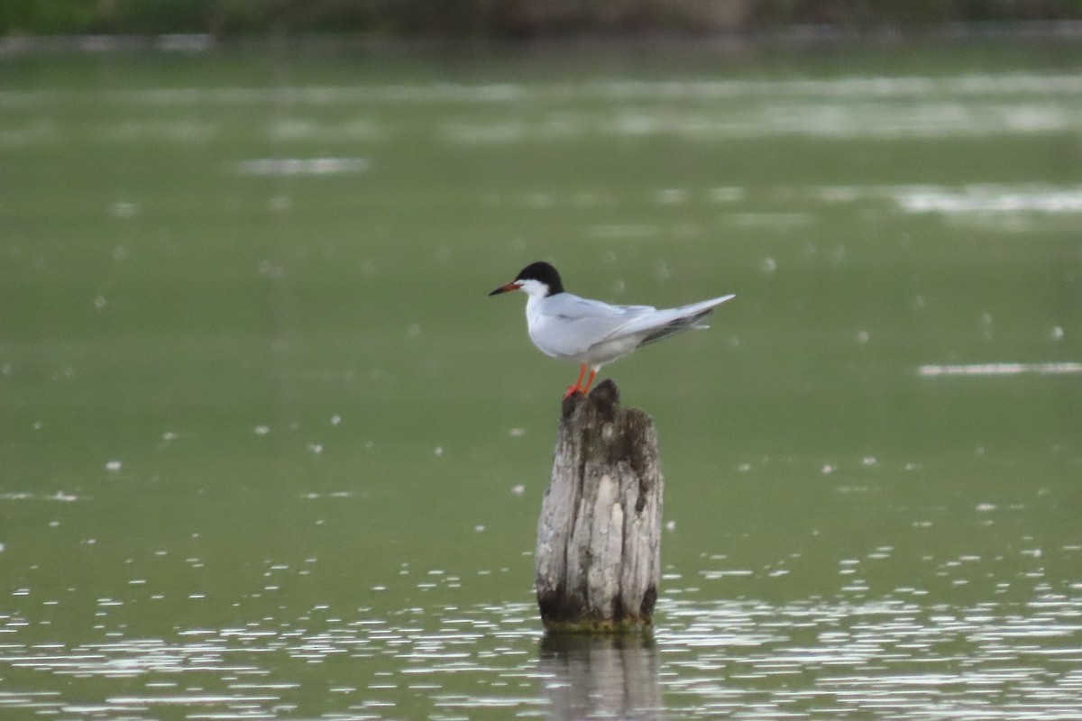 Forster's Tern - Mike Donaldson