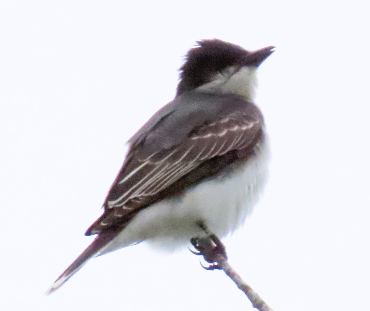 Eastern Kingbird - ML617878507