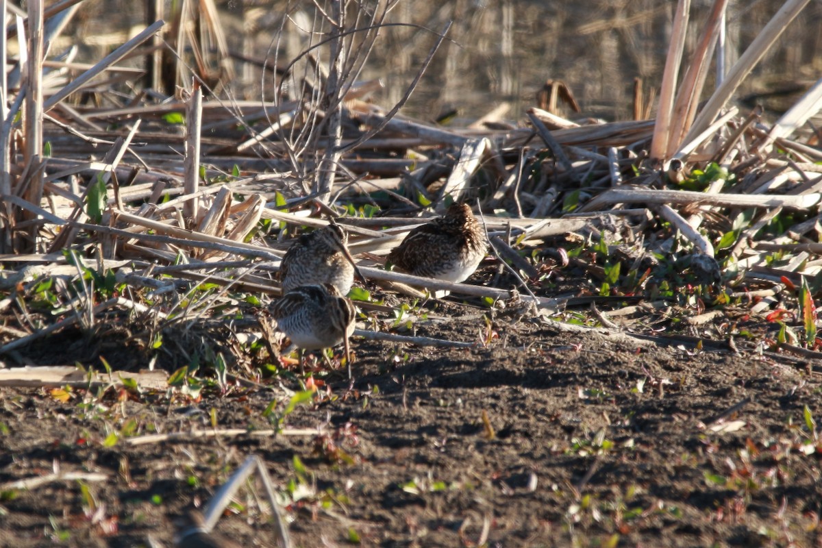 Wilson's Snipe - ML617878544