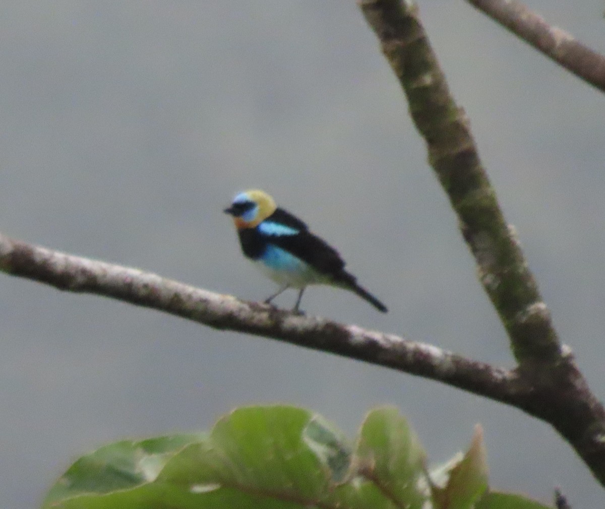 Golden-hooded Tanager - Steve Aversa