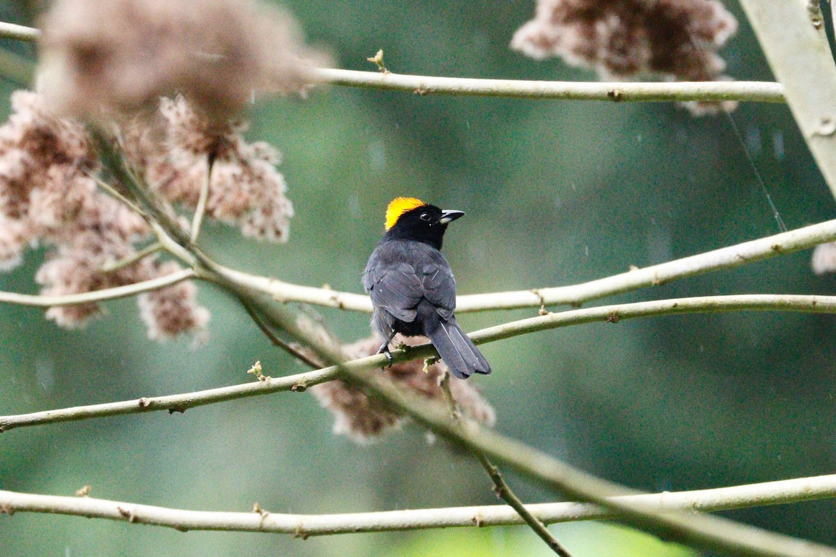 Tawny-crested Tanager - Paul Petrus