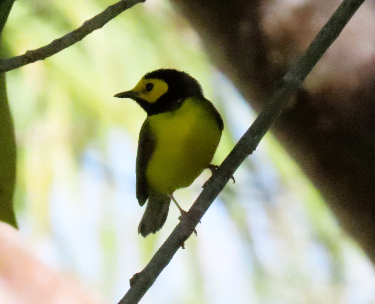 Hooded Warbler - ML617878620