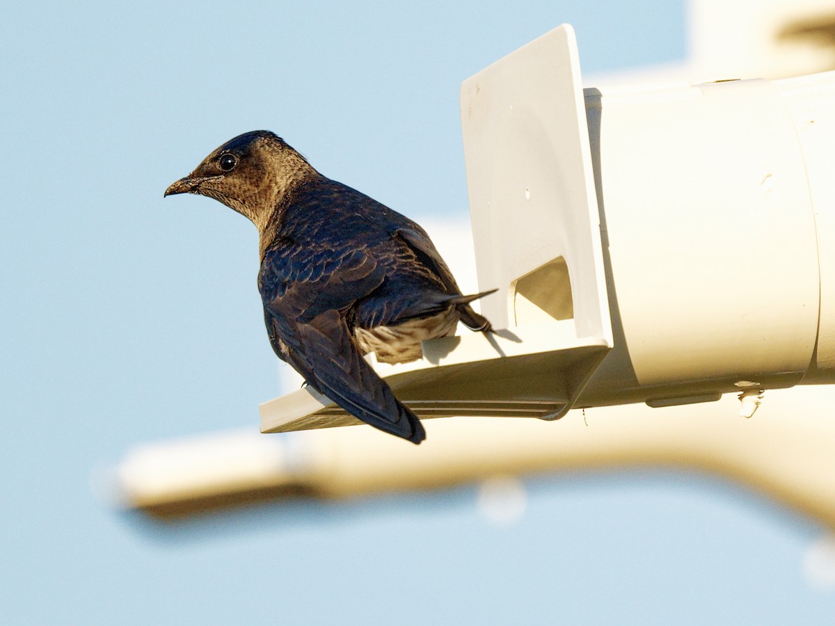 Purple Martin - ML617878655