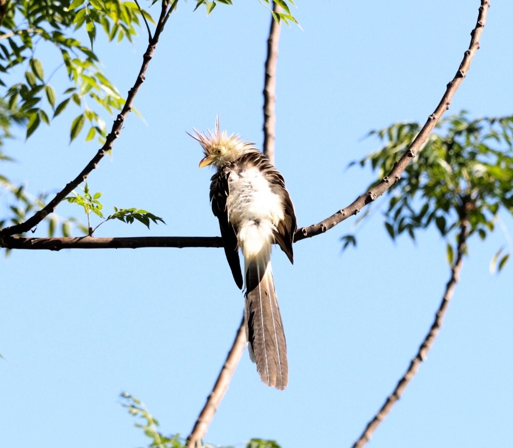 Guira Cuckoo - Rubélio Souza