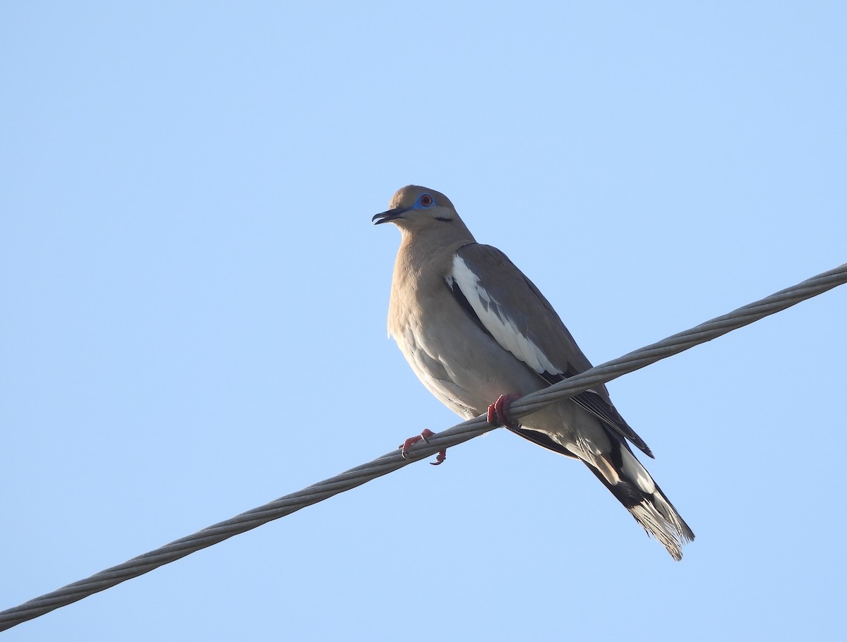 White-winged Dove - ML617878711