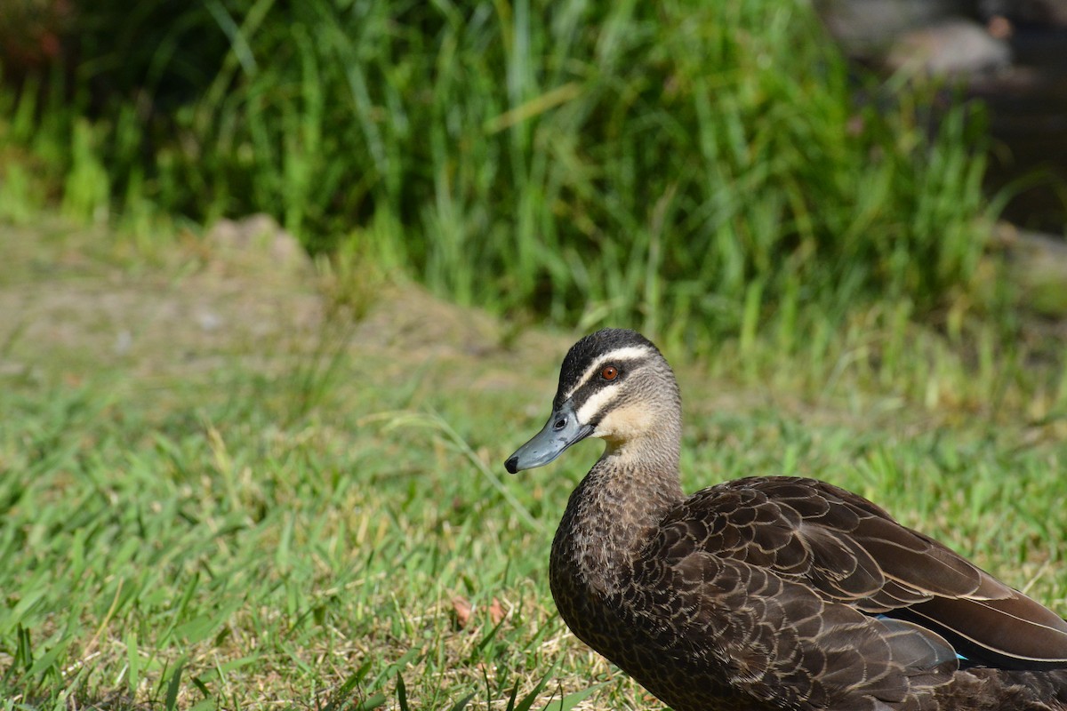 Canard à sourcils - ML617878749