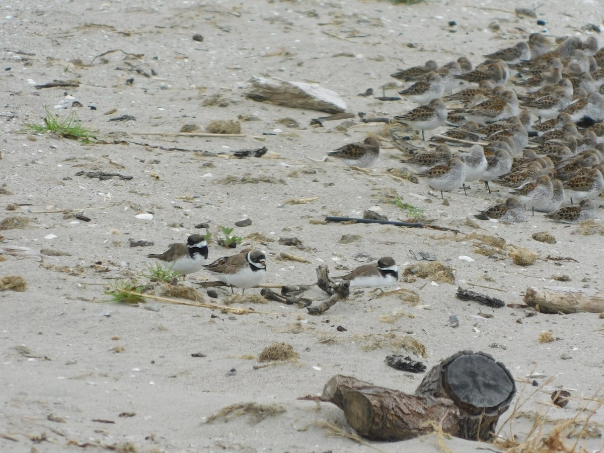 Semipalmated Plover - ML617878752