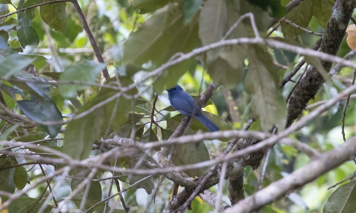 Blue Paradise-Flycatcher - ML617878781