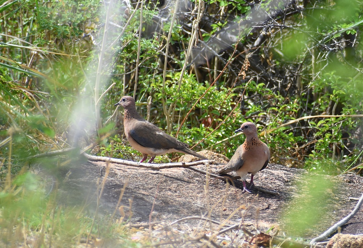 Laughing Dove - ML617878824