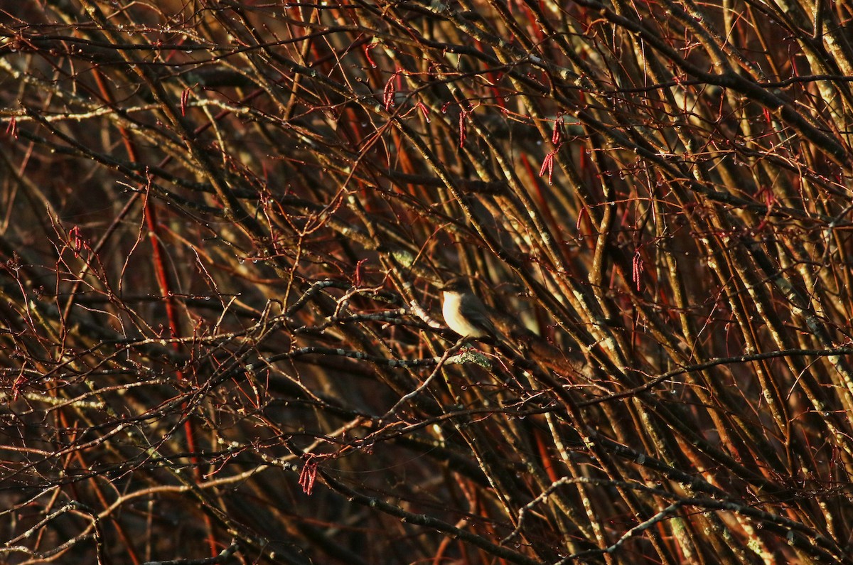 Eastern Phoebe - ML617878827