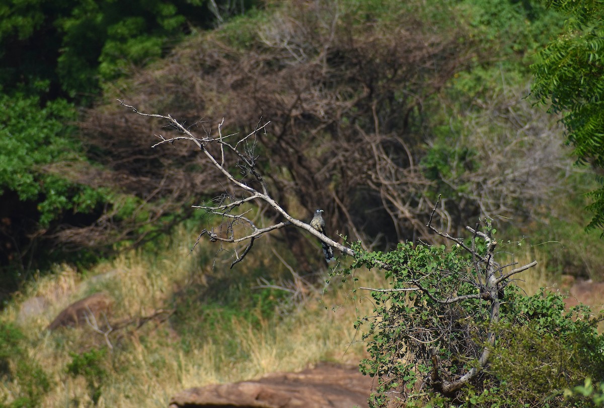 Blue-faced Malkoha - ML617878838