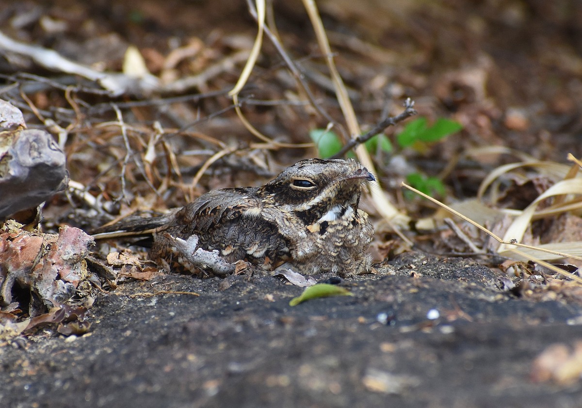 Indian Nightjar - ML617878847