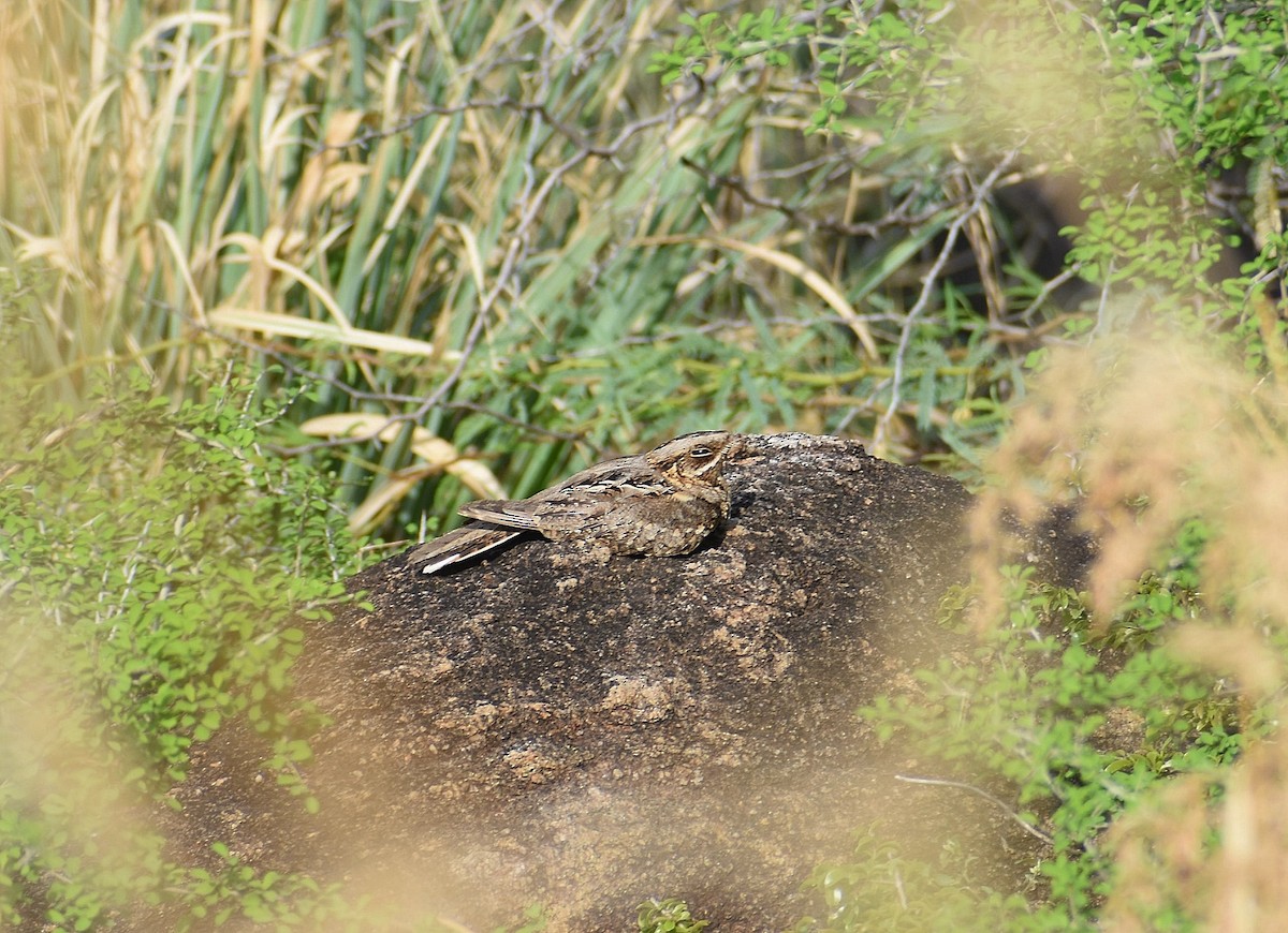 Indian Nightjar - ML617878849