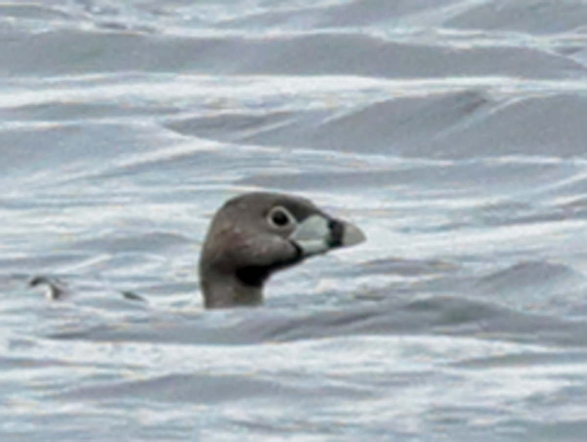 Pied-billed Grebe - ML617878878