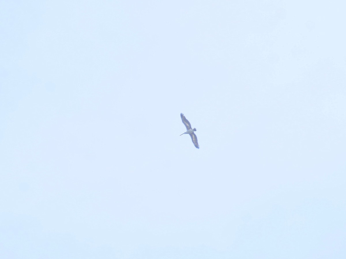 Spot-billed Pelican - ML617878892