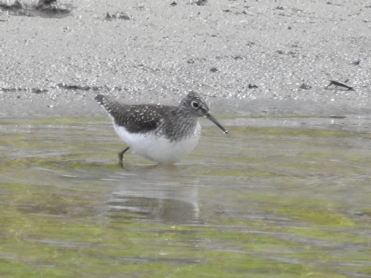 Solitary Sandpiper - ML617878903