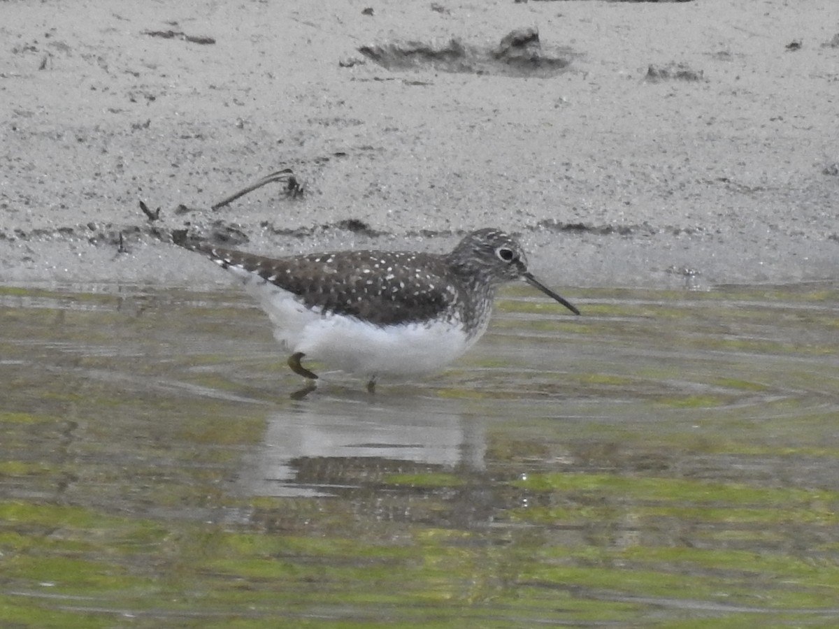 Solitary Sandpiper - ML617878904