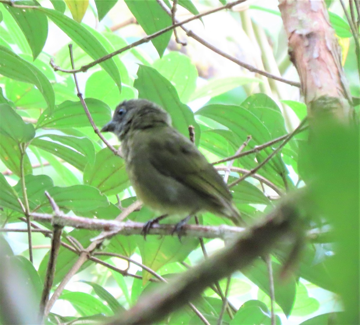 Fulvous-breasted Flatbill - ML617878921