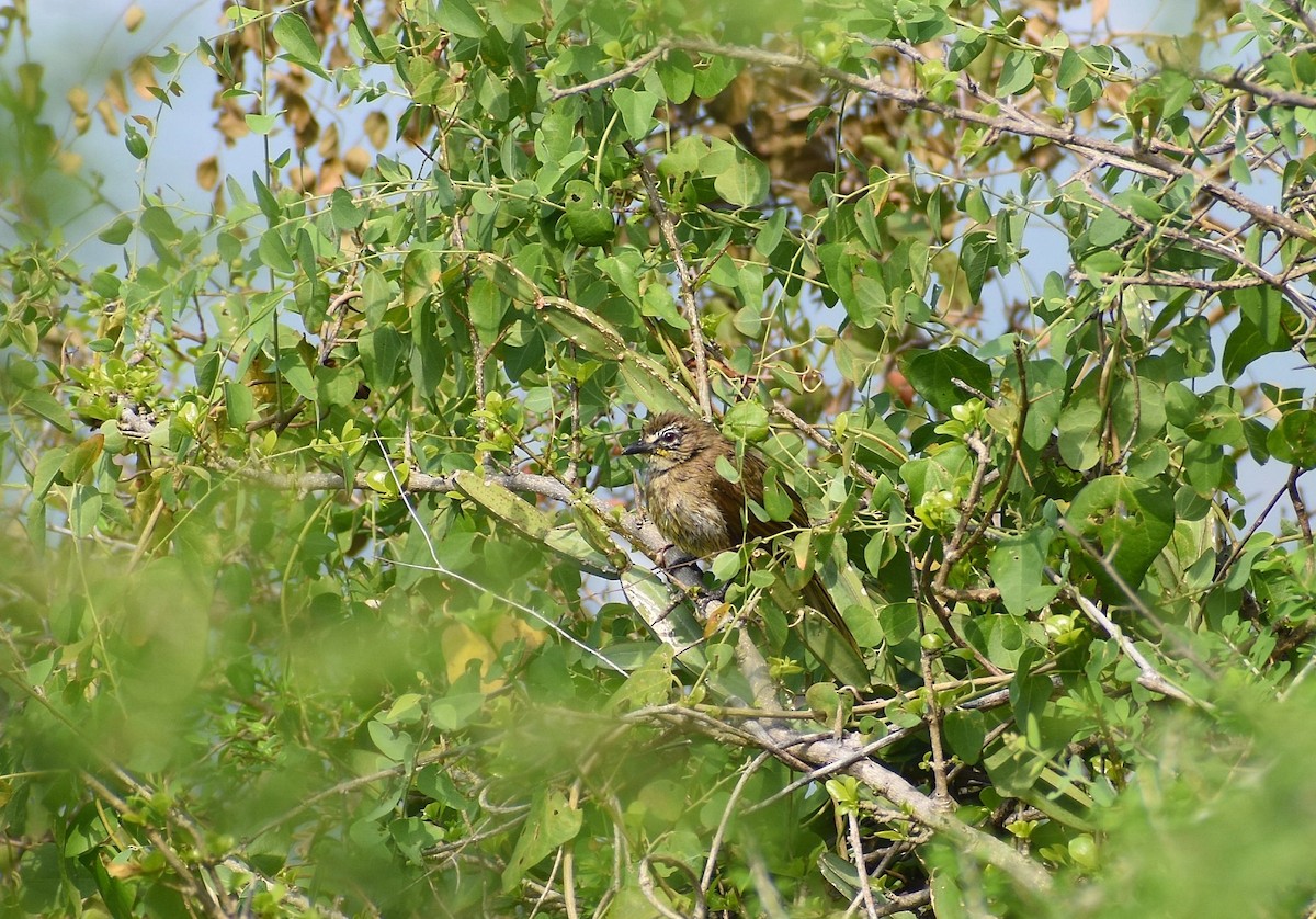 White-browed Bulbul - ML617878923